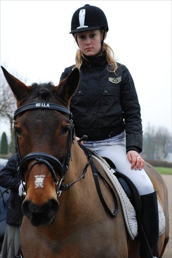 Anden særlig race bella R.I.P elskede hest billede 10