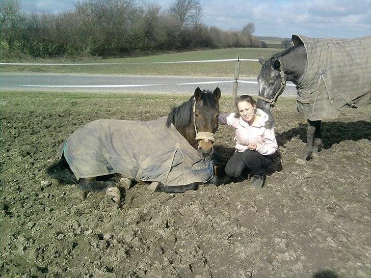 Anden særlig race bella R.I.P elskede hest billede 11