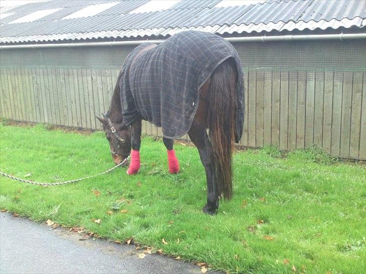 Anden særlig race bella R.I.P elskede hest billede 12