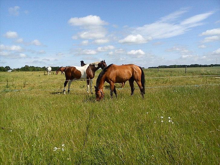 Dansk Varmblod Qvinni billede 8