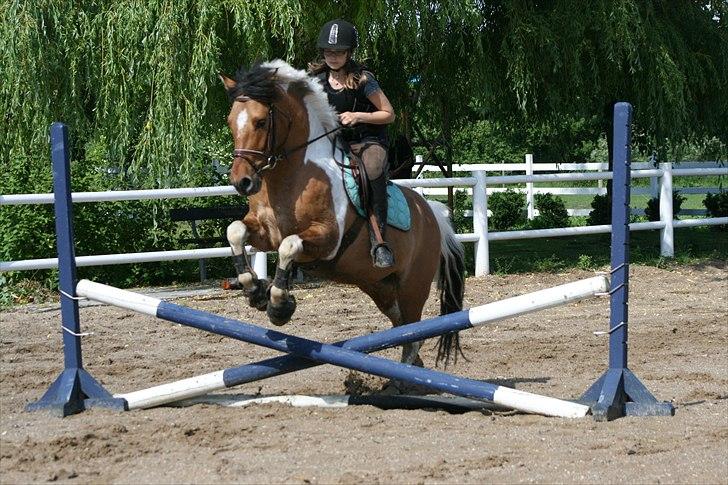 Anden særlig race Topper (SOLGT) - springer med jasmin :) billede 19