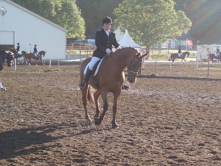 Dansk Varmblod Classy Dame - Et billede fra opvarmning på Morsø 2011  billede 8