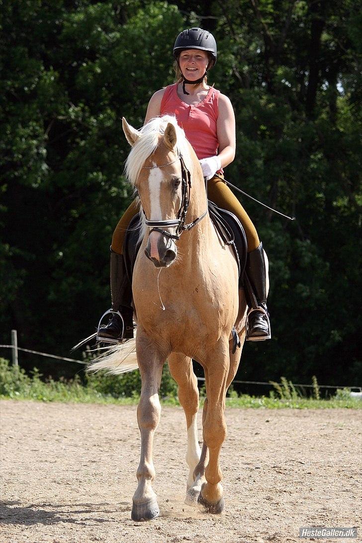 Palomino Serenity RIP. - Det er mig som rider ham, men det Tanja som har taget billedet, Tak for det Tanja billede 3