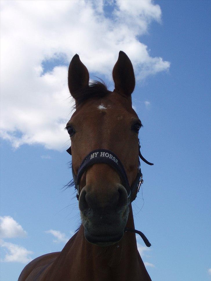 Dansk Varmblod Classy Dame billede 10