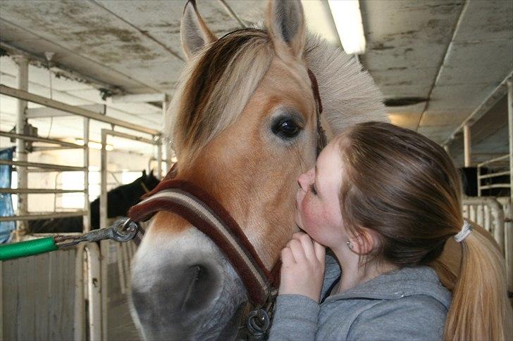 Fjordhest Desirée Vinstrup - Hygge på BELS! billede 9
