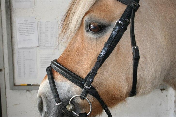 Fjordhest Desirée Vinstrup - Hygge på BELS! billede 11