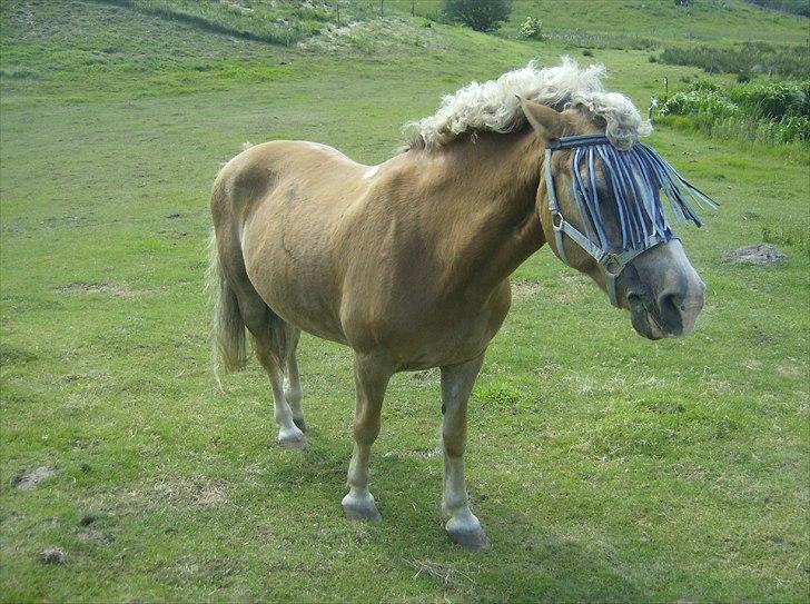 Haflinger Valerie - Sådan ser hun ud efter stævne i 2011. billede 17