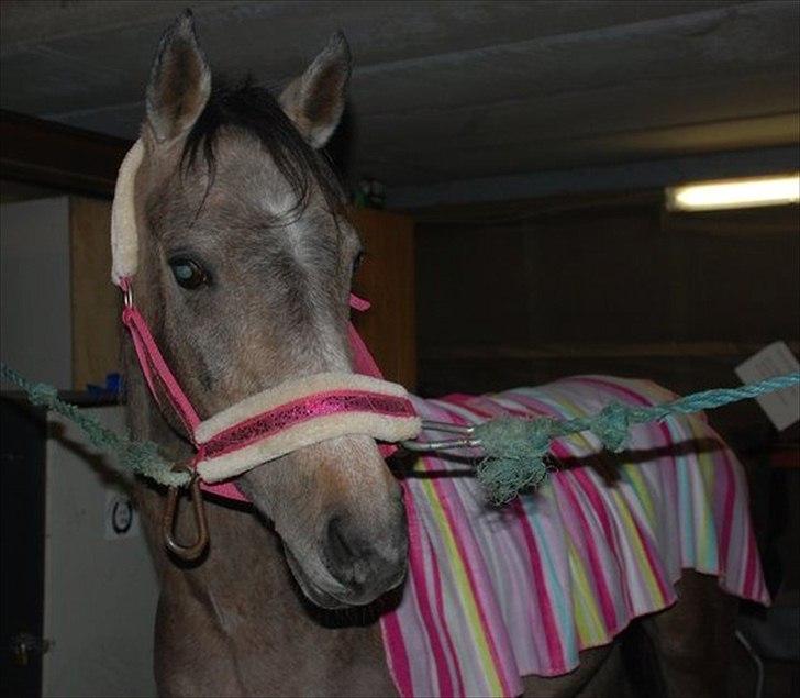 Arabisk fuldblod (OX) Cadar Kamil Mi Corazon - Kamil i sit nye "dress".
Man er vel en rigtig tøs <3 billede 13