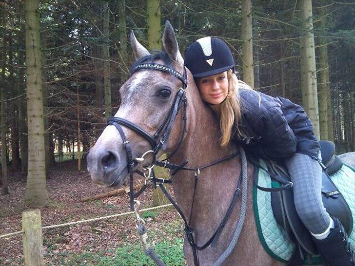 Arabisk fuldblod (OX) Cadar Kamil Mi Corazon billede 20