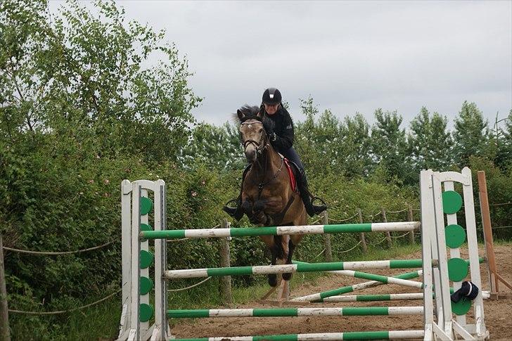 Connemara Enghøjs Rebel Joy B-pony - [Tidl. hest] - En hest uden rytter er stadig en hest 
men en rytter uden hest er kun
et menneske!♥ 155cm billede 7