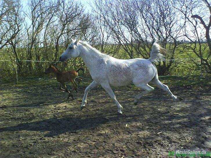 Arabisk fuldblod (OX) Cadar Kamil Mi Corazon - Indora
Kamils skønne mor. 
Med selvtillid som en hunløve kaster Kamil sig ud i kapløb med sin mor...helt upåvirket af, at Indora er en dygtig og udholdende distancehest.
 billede 12