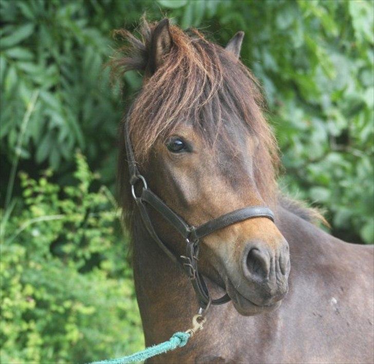 Islænder GÙSTI - Ikke noget at sige til at jeg forelskede mig i ham. billede 1