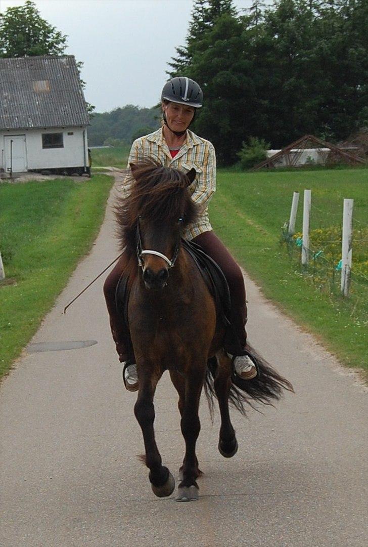 Islænder GÙSTI billede 10