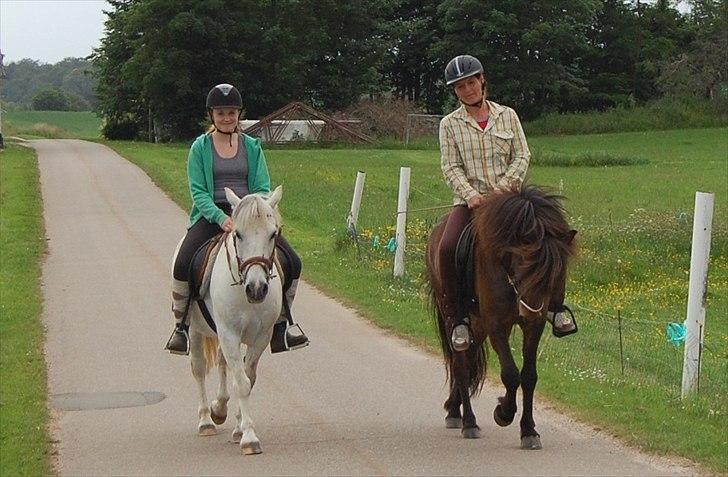 Islænder GÙSTI - Dejlig skovtur med Signe og Lucky. billede 2