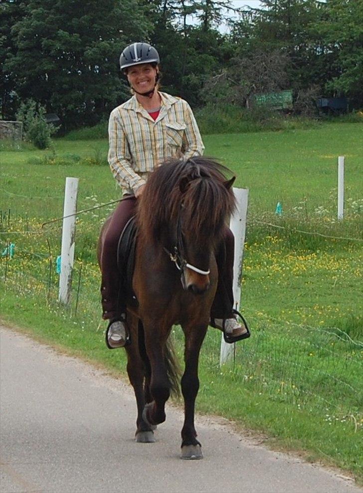 Islænder GÙSTI billede 13