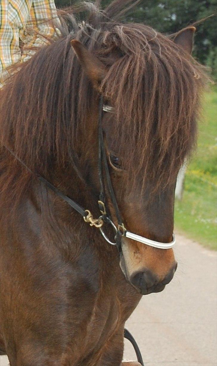 Islænder GÙSTI billede 3