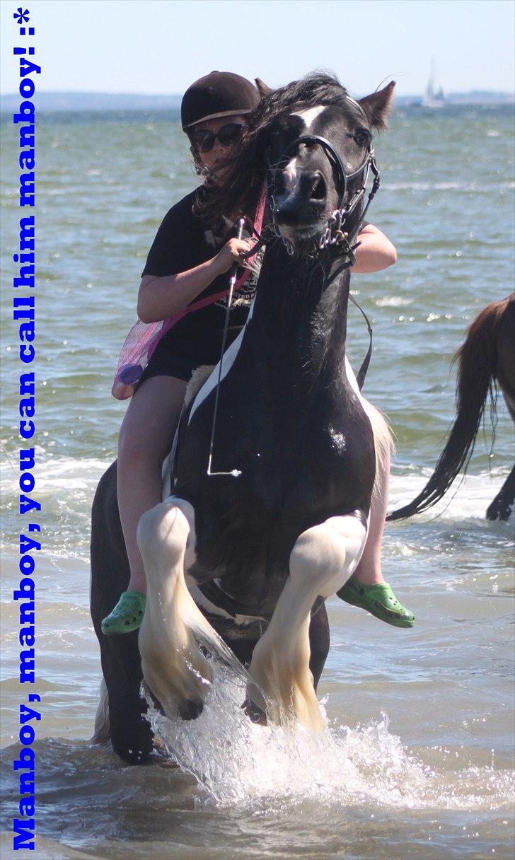 Irish Cob » KOUSGAARDENS SIR MICKEY - 16) "It doesn't matter where or when or what we say or what we do, as long as it's just me and you" I: <3 billede 16