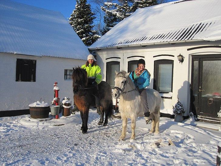 Islænder GÙSTI - Juleaftensdag. Skøn tur med Signe og Lucky. billede 4