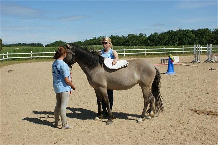 Anden særlig race Skovbjerggaards Astucia - Blue Berry Hill 2011
Træner at hun kan have underlag på uden det er farligt :) billede 14