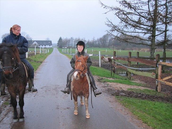 Islænder GÙSTI billede 5