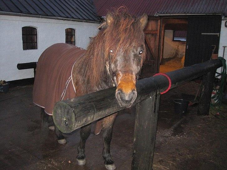 Islænder GÙSTI billede 6