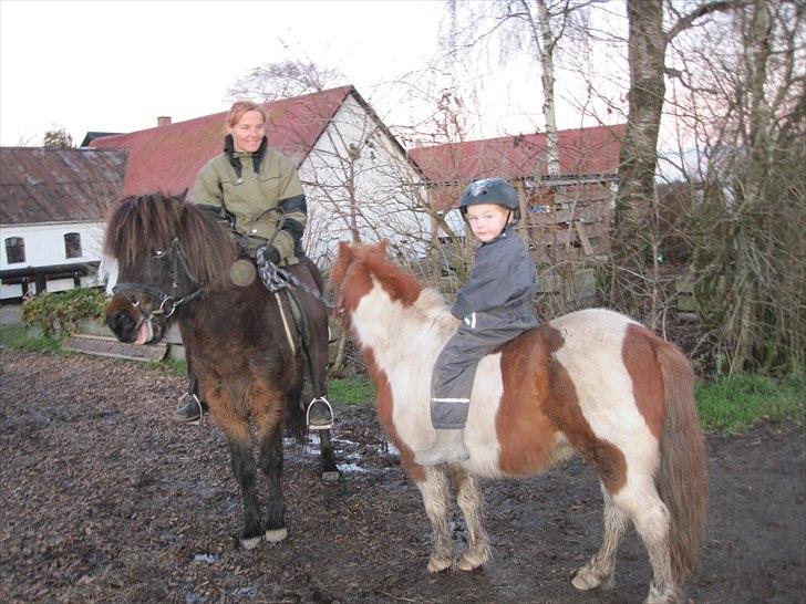 Islænder GÙSTI billede 7