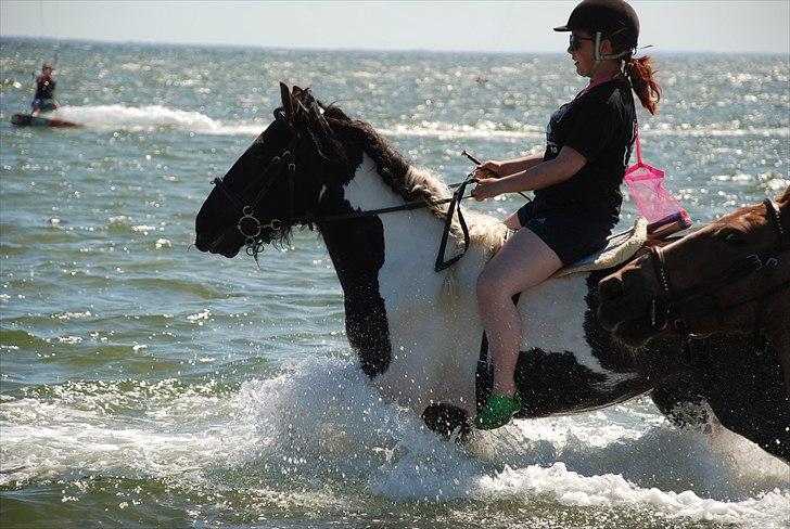 Irish Cob » KOUSGAARDENS SIR MICKEY - 6) "The more I know you, the more I love you." billede 6