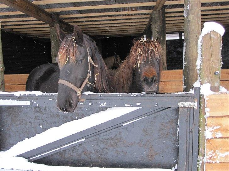 Islænder GÙSTI billede 8