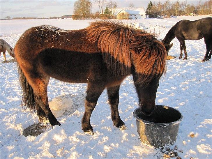 Islænder GÙSTI billede 9