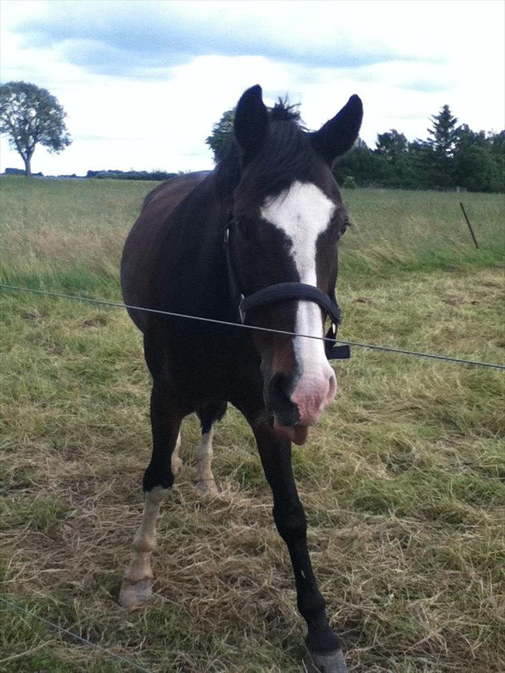 Tysk Sportspony Bubble Gum R.I.P - Bubble rækker tunge <3 billede 8