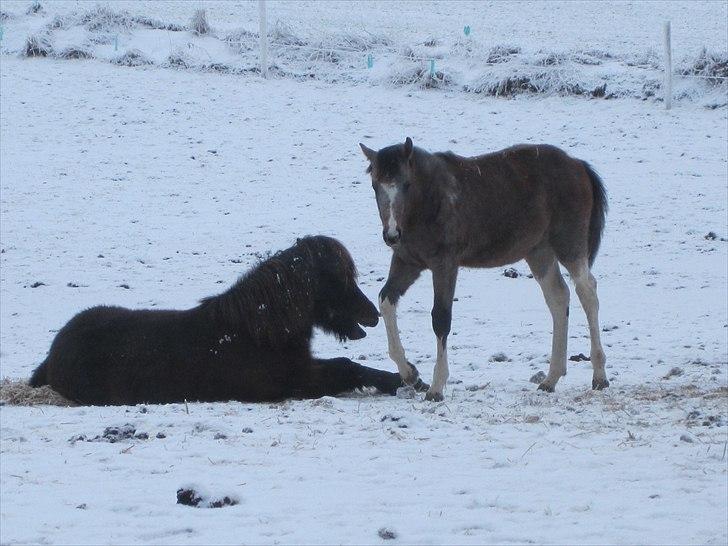 Islænder GÙSTI - Quinto, du forstyrrer - jeg ligger lige og hviler. billede 12