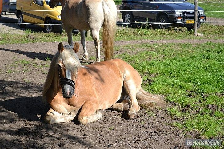 Tyroler Haflinger | Arkibal RIP - 28 Juni 2011: Arkibal hviler sig på folden. billede 5