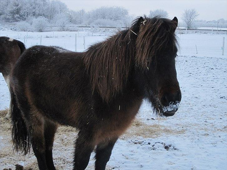 Islænder GÙSTI - En rigtig dejlig ismule billede 11