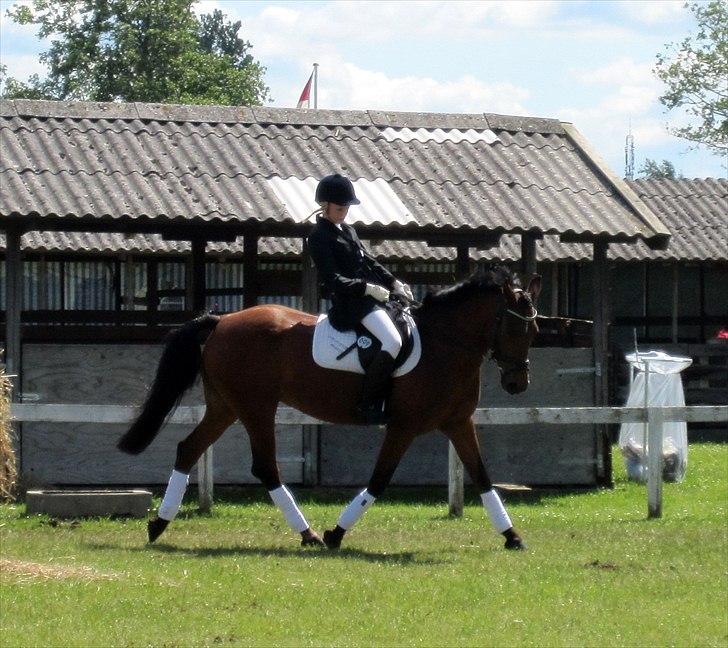 Anden særlig race Christiansejes Peanut - Billede 18. Dressur-opvarming. fotograf: Nadia billede 11