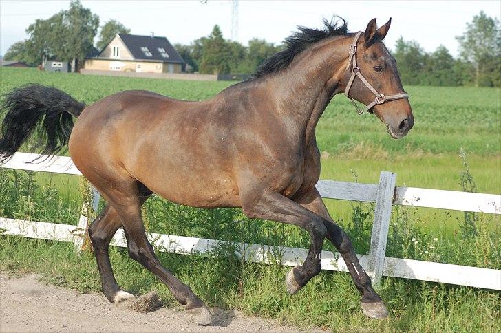 Hannoveraner Dirty (Døtse) - Dirty 23 år juni 2011 billede 15