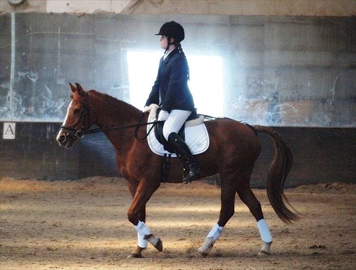 Anden særlig race Joy - I Love You, [Fotograf: Caroline Larsen] billede 18