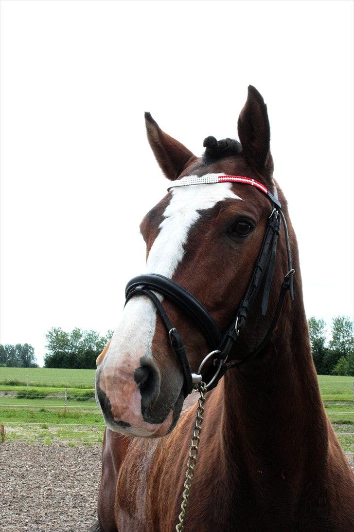 Dansk Varmblod La-Salle billede 3