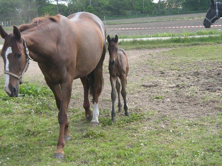 Dansk Varmblod Ranova - Nova og hendes dejlige mor. billede 9
