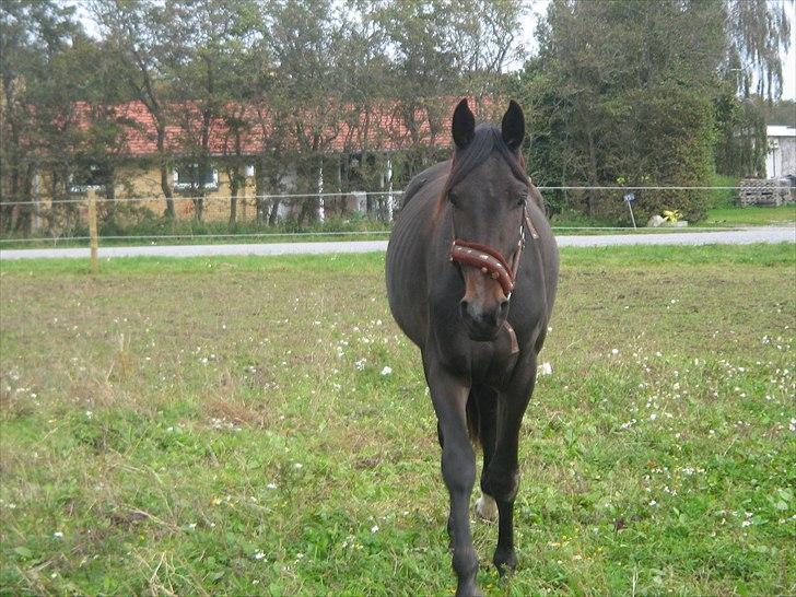 Dansk Varmblod Ranova - Nova 2år billede 2