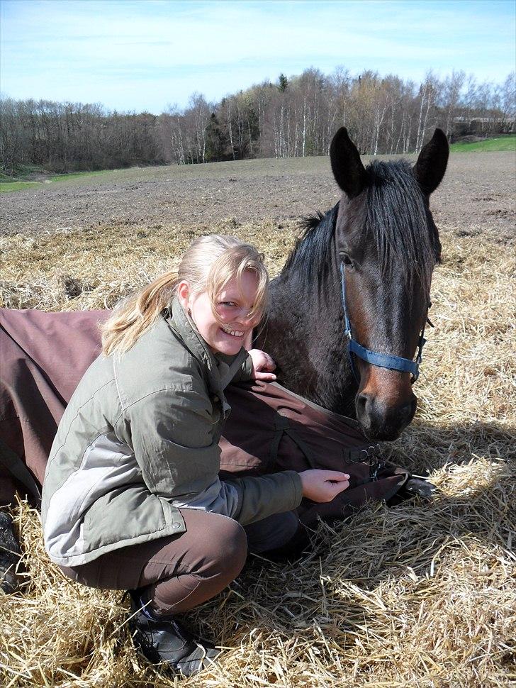 Dansk Varmblod Ranova billede 3