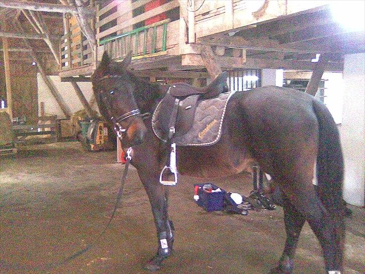 Dansk Varmblod Ranova - Første gang med sadel billede 4