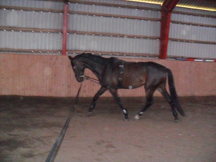 Dansk Varmblod Ranova billede 5