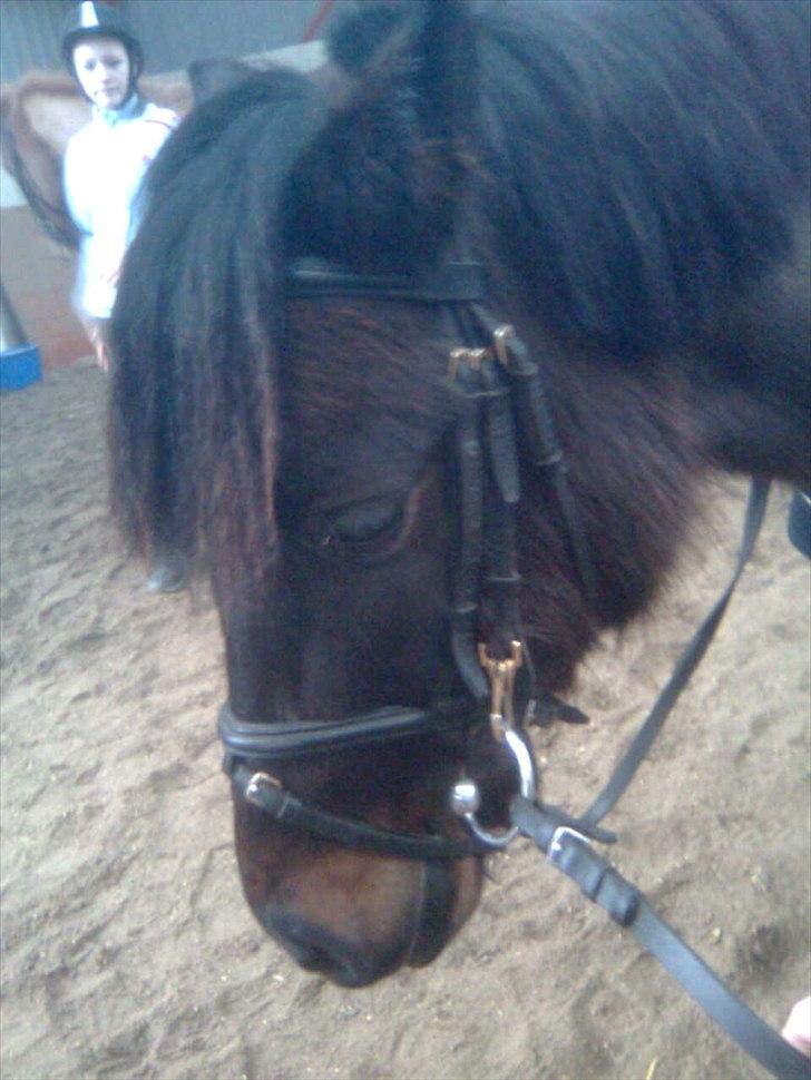 Anden særlig race Zigge Z billede 9