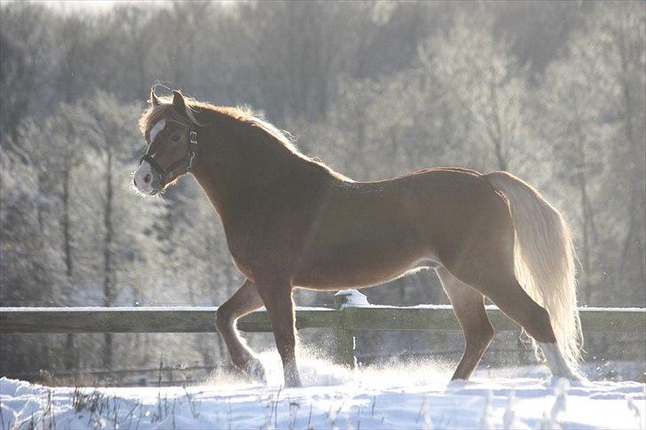 Welsh Pony (sec B) Frankenhöhe Daylight billede 8