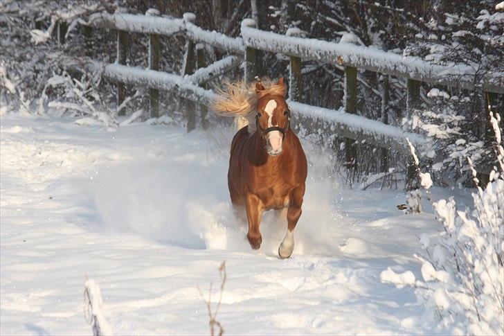 Welsh Pony (sec B) Frankenhöhe Daylight billede 9