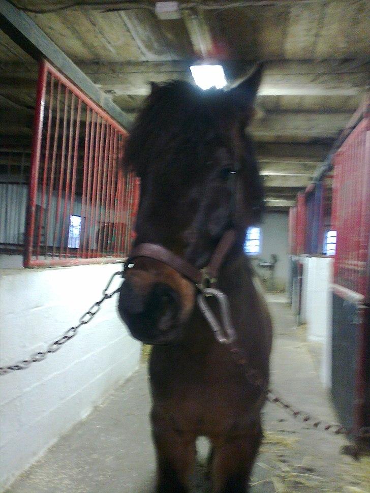 Anden særlig race Zigge Z billede 10