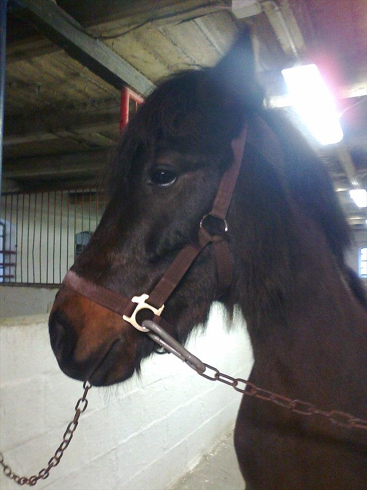 Anden særlig race Zigge Z billede 11