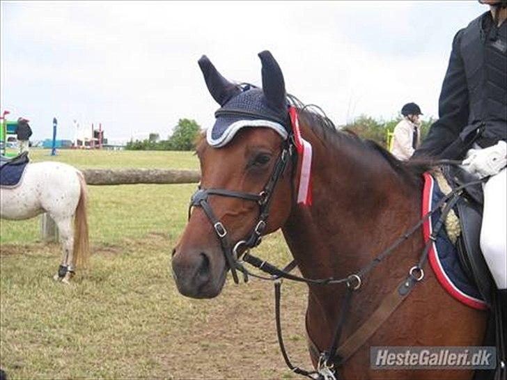 Traver Cindy Vestermarken (Aflivet) (Prinsessen<3) R.I.P - Cindy til Stævne med gamle ejer. billede 7