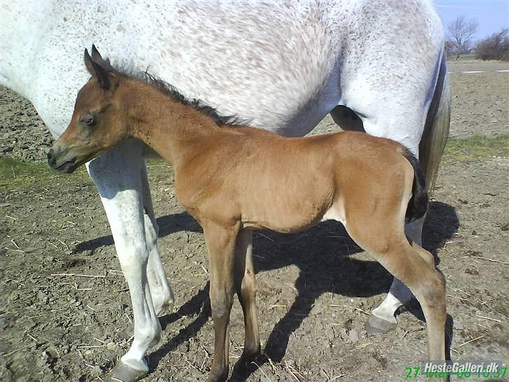 Arabisk fuldblod (OX) Cadar Kamil Mi Corazon - Lille Mille-pige tryg ved sin Moars side. billede 11