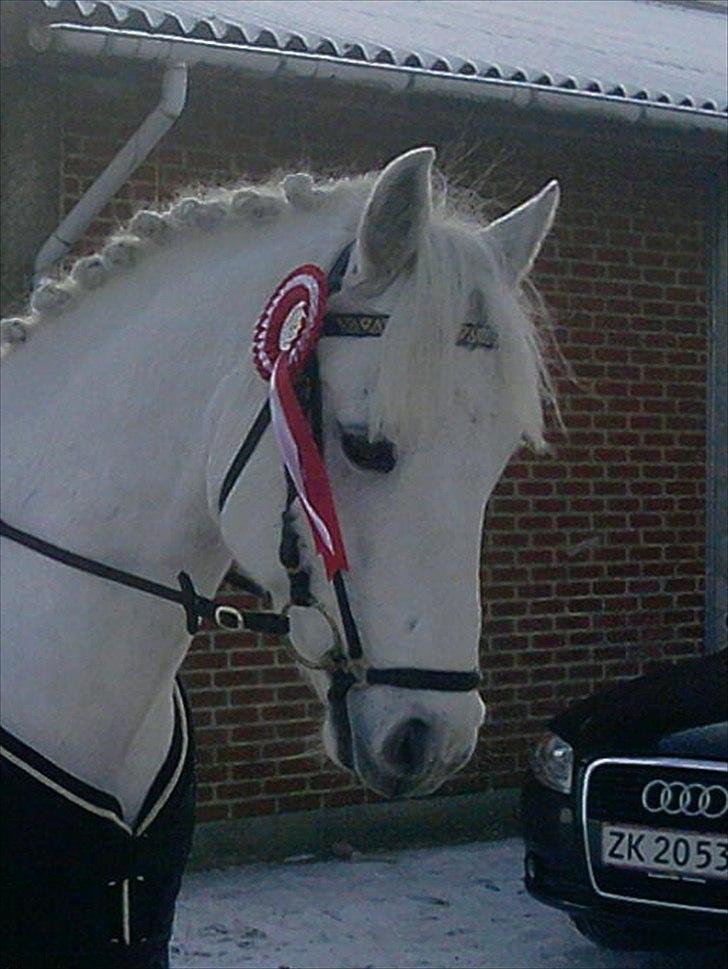 Connemara Hesselbjerggård Safir.  [Tidl. pony] - Første plads i LB1 (: billede 11